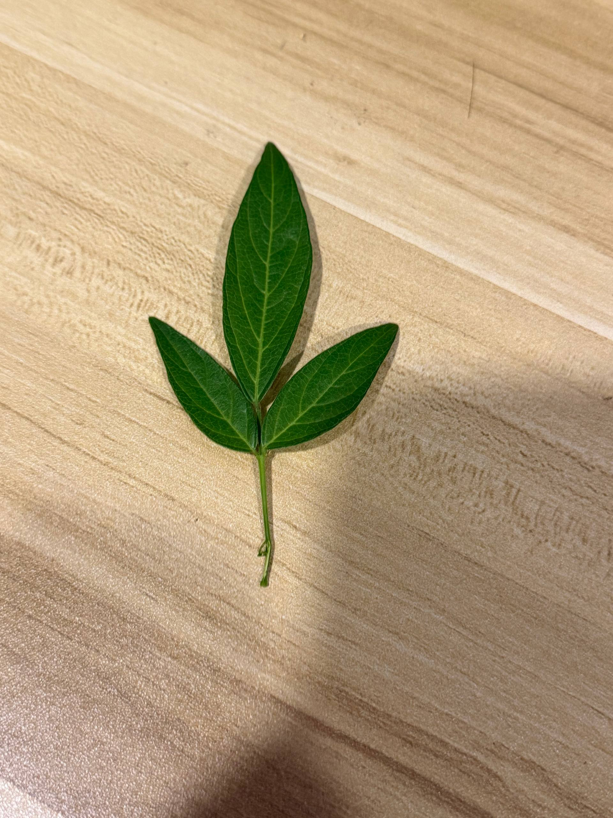 抹草叶片实拍，图片不代表每份数量